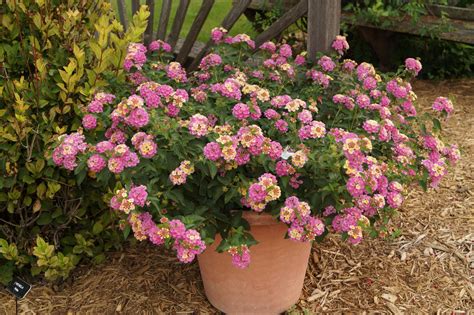 Schéma de plantation du Lantana en pot