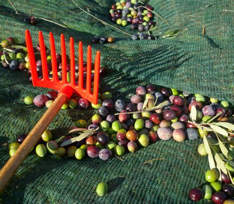 Image d'un filet de récolte utilisé pour ramasser des fruits tombés