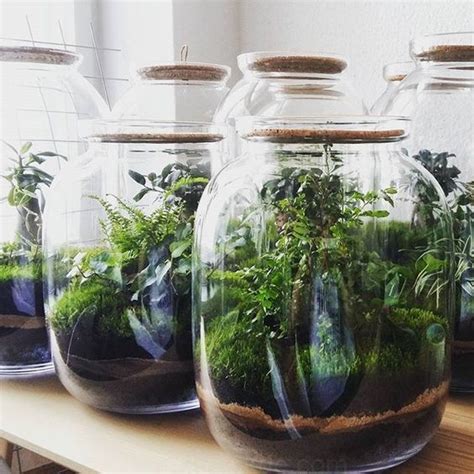 Terrarium végétal dans un bocal en verre