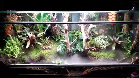 Terrarium humide avec diverses plantes tropicales
