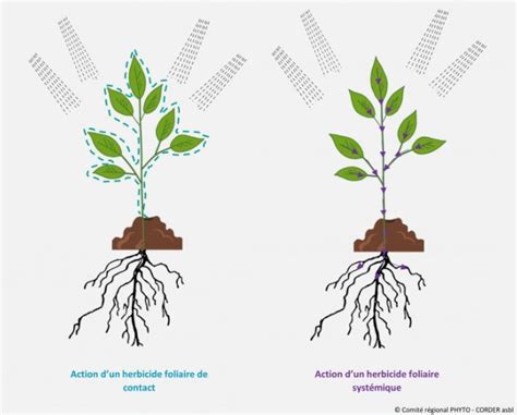 Schéma de l'action des herbicides racinaires et foliaires