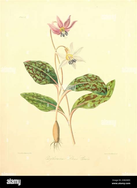 Illustration d'Érythronium dens-canis en fleurs