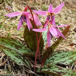 Différentes variétés d'Erythronium dens-canis