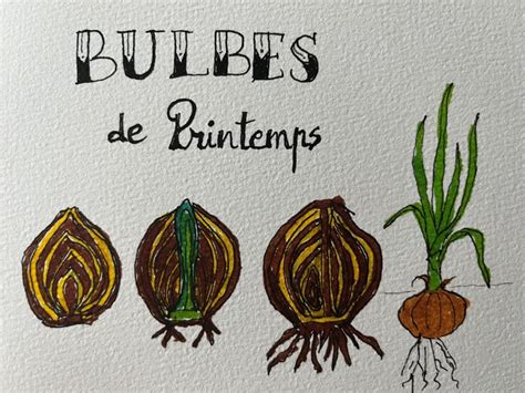 Schéma des étapes de conservation des bulbes
