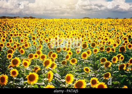 Champ de tournesols sous un soleil éclatant