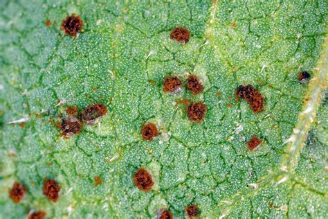 Illustration des maladies courantes du tournesol