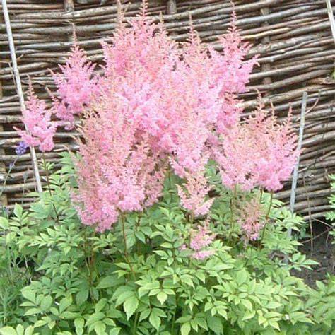 Astilbes rouges, roses et blanches dans un jardin ombragé