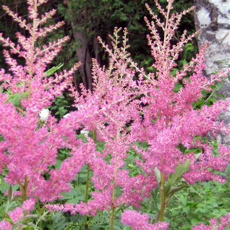 Gros plan sur les panaches floraux d'astilbe