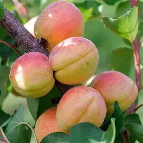 Abricotier Goldrich en fleurs