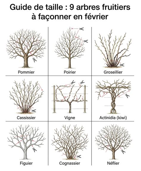 Illustration des différentes parties d'un abricotier (bourgeons, rameaux, charpentières)