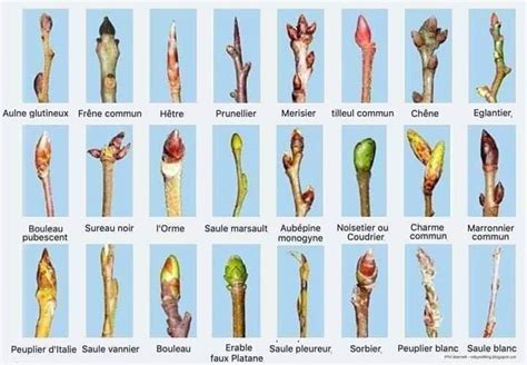 Représentation des différents types de bourgeons sur un abricotier