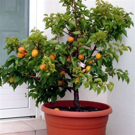 Abricotier nain en pot