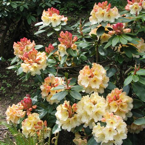 Boutons floraux du Rhododendron 'Horizon Monarch' avant éclosion