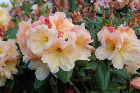 Exemple d'association de plantes avec le Rhododendron 'Horizon Monarch'