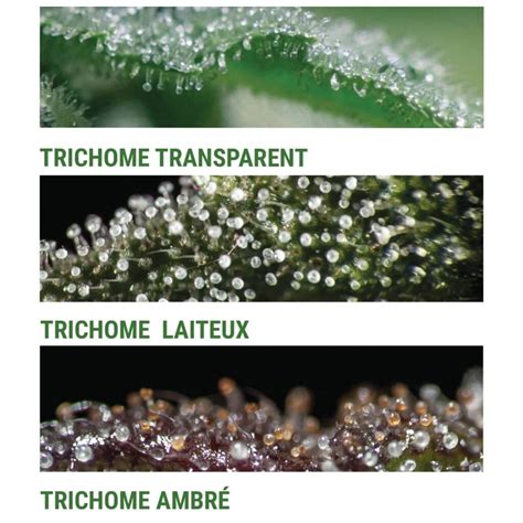 Trichomes de cannabis observés à la loupe (transparents, laiteux, ambrés)