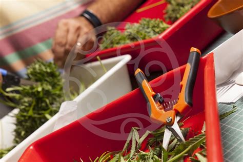 Outils nécessaires pour la récolte du cannabis (ciseaux, gants, plateau)