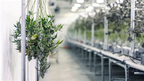 Têtes de cannabis suspendues pour le séchage dans un environnement contrôlé