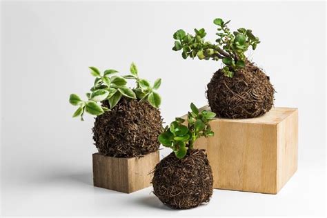 Exemple de kokedama