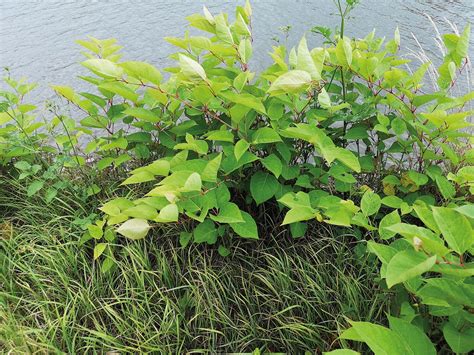 Renouée du Japon en milieu envahi