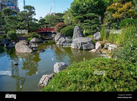 Jardin japonais avec pins et érables