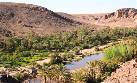 Vue panoramique de l'oasis de Fint avec palmiers et montagnes