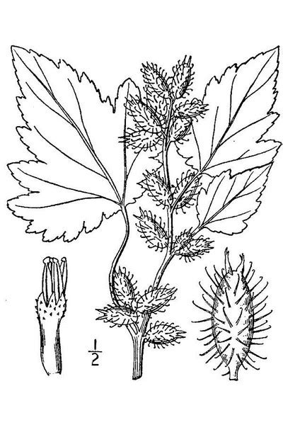 Xanthium strumarium illustration