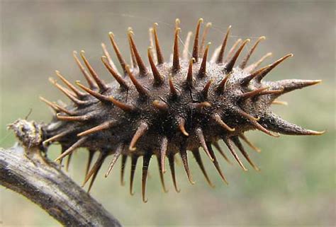 Fruit du Xanthium strumarium avec ses crochets