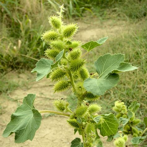 Produits cosmétiques potentiels à base de Xanthium strumarium