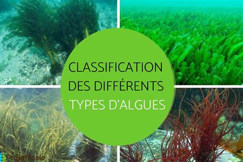 Infographie sur les différents types d'algues et leurs utilisations