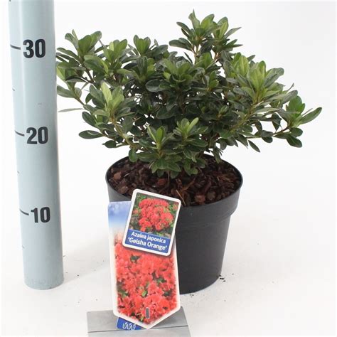 Rhododendron Geisha Orange en pot