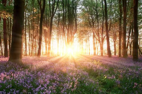 paysage fleuri