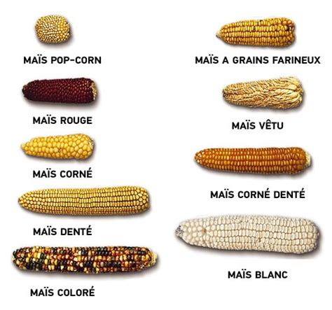 Comparaison de variétés de maïs