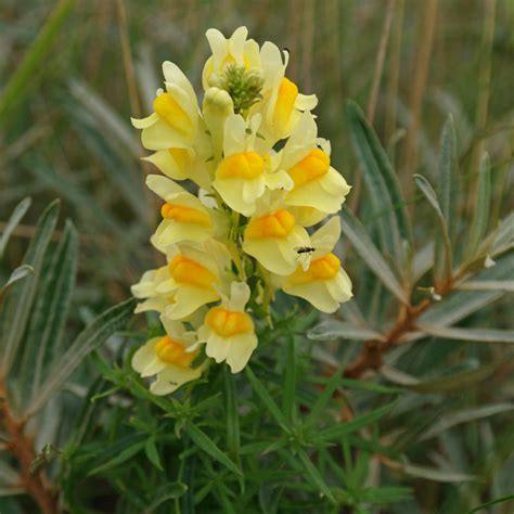 Infestation de Linaria vulgaris