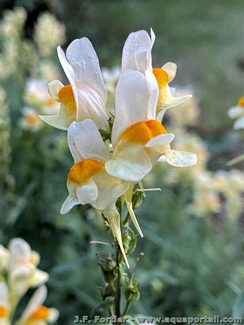 Linaire commune dans un jardin favorisant la biodiversité