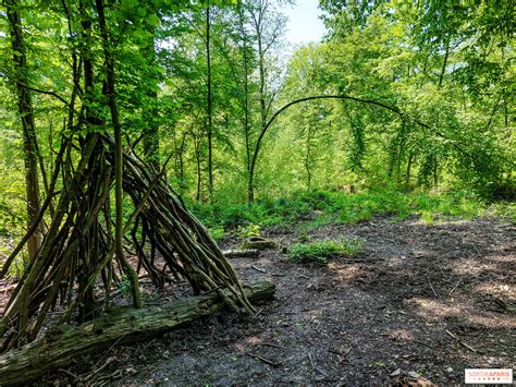 Photo de maisons arboricoles dans la forêt