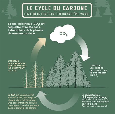 Diagramme illustrant l'absorption de CO2 par le bambou