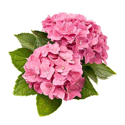 Rose hortensia sur des ongles