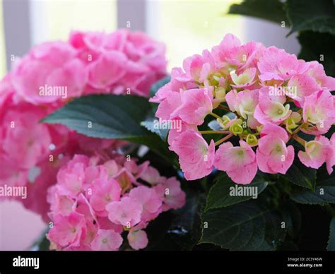 Fleurs d'hortensia roses