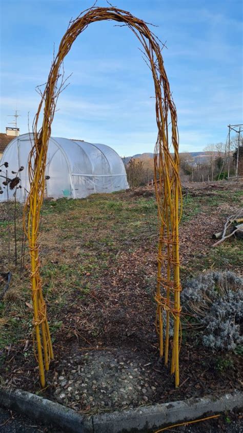 Saule en permaculture