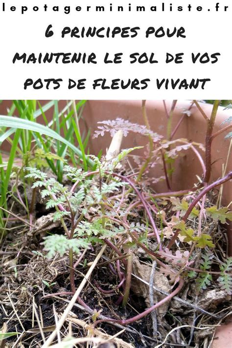 Sol vivant en pot permaculture