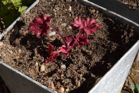 Bouture d'heuchère en pot