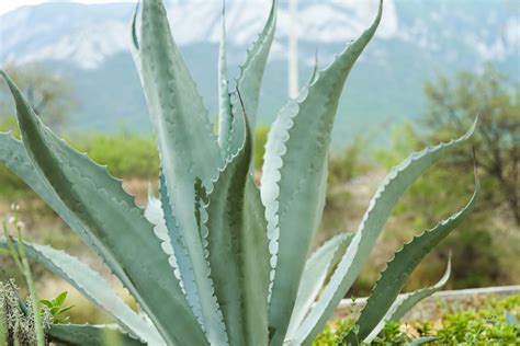 Agave americana en pleine croissance dans un jardin ensoleillé