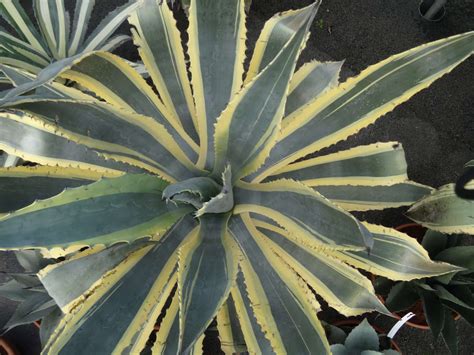 Agave americana 'Variegata' avec ses feuilles bordées de jaune