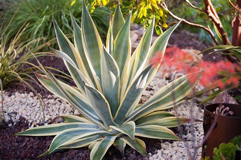 Collection de différentes variétés d'agaves aux formes et couleurs variées