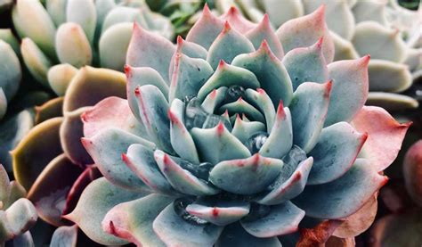 Plantes grasses et succulentes variées