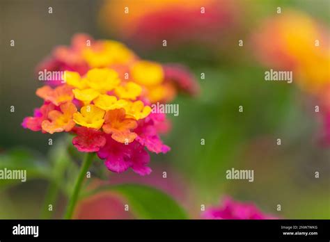Gros plan sur une inflorescence de lantana montrant différentes couleurs