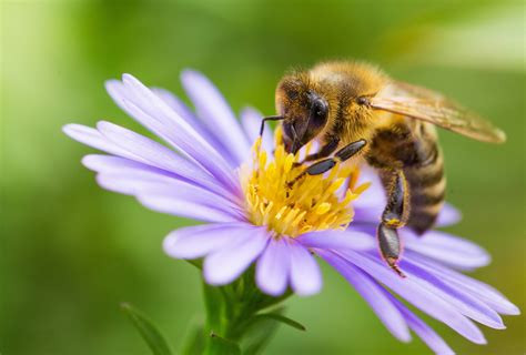 Abeille butinant sur une fleur de trèfle