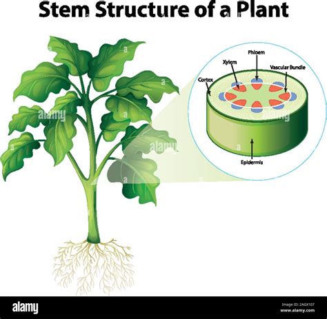 Schéma de la structure d'une sphaigne (tige, rameaux, capitulum)