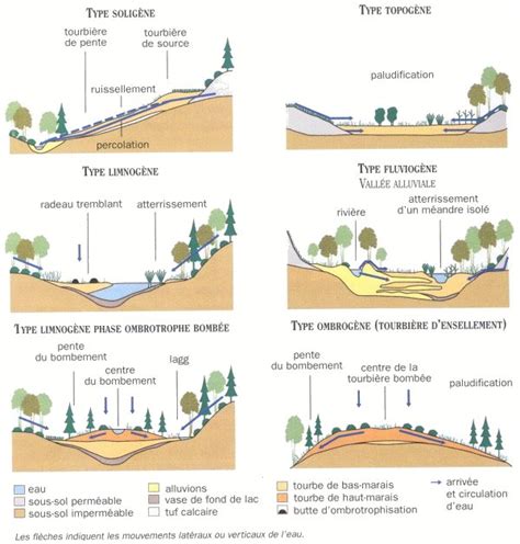Schéma des différents types de tourbières (ombrotrophe et minérotrophe)