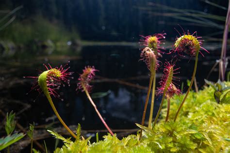 Image de Drosera anglica refermée sur une proie
